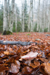 autumnal landscape in nature