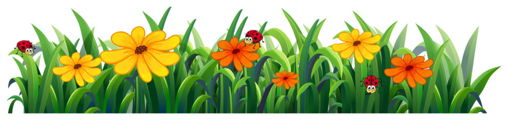 Isolated flower nature on white background