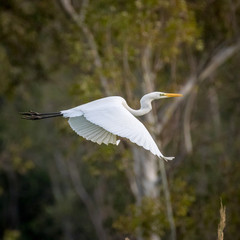 Isolated white Egret bird in flight- Israel