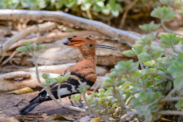 Hoopoe sitting on the grass