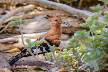 Hoopoe sitting on the grass