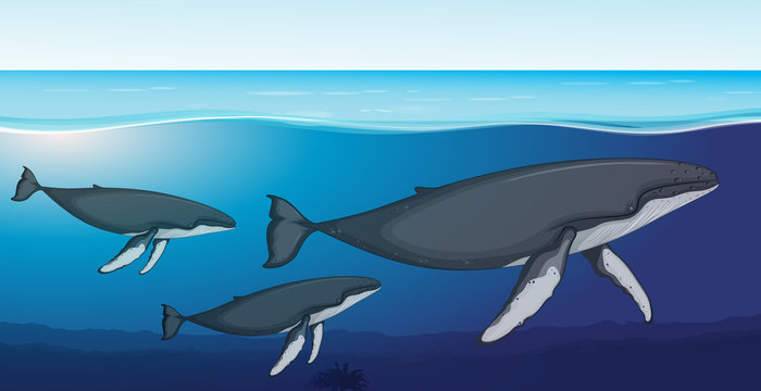 Fin whale deep underwater