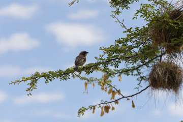 Weaver bird in the nest