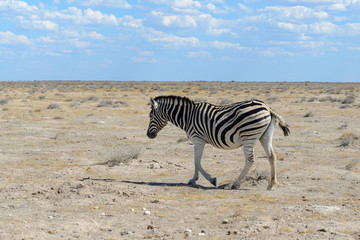 Fototapeta na wymiar Wild zebra in in africa national park
