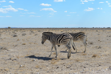 Obraz na płótnie Canvas Wild zebras in in african national park
