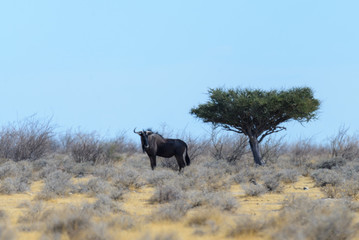 Gnu antelope in the African savanna
