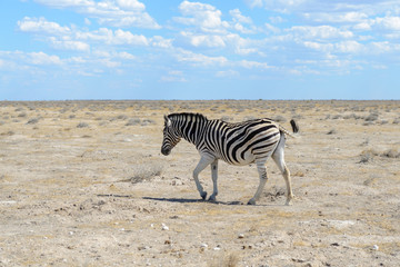 Wild zebra in in africa national park
