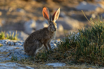 Wild african hare sitting