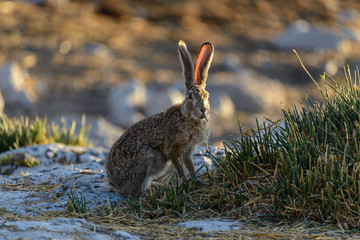Wild african hare sitting