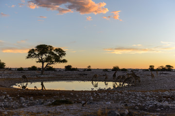 Giraffe in the African savanna