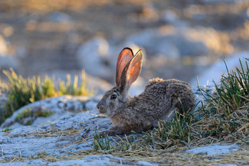Wild african hare sitting
