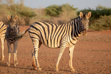 Obraz na płótnie Canvas Wild zebra in in africa national park at sunset