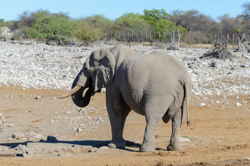 Fototapeta na wymiar Wild elephant in the African savanna