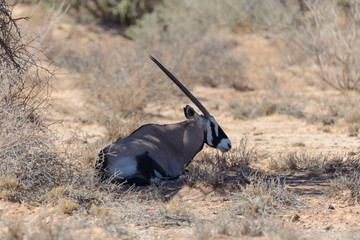 Oryx antelope drinking water