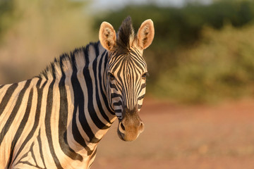 Wild zebra's head close up