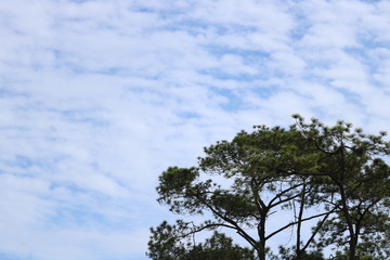 Pine trees in the forest and the sky. 