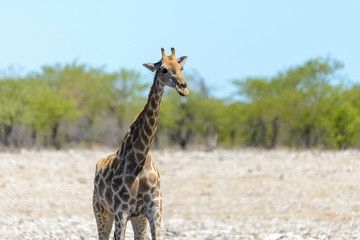 Giraffe in the African savanna