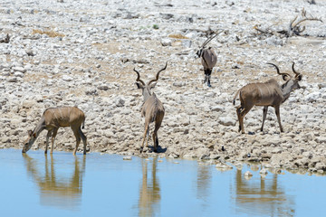 Kudu antelopes in the African savanna