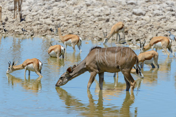 Fototapeta premium Kudu antelopes in the African savanna