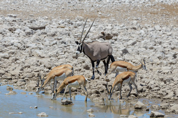 Oryx antelope drinking water