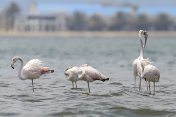 Flock of flamingos