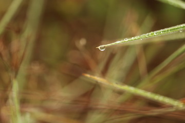 Dew on grass green morning . 