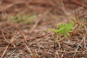 Seedlings on grass.