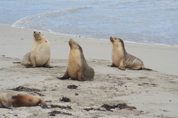 Fototapeta premium The Wild Sea Lions of Kangaroo Island, Seals Bay, South Australia