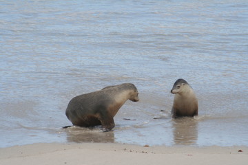 Fototapeta premium The Wild Sea Lions of Kangaroo Island, Seals Bay, South Australia
