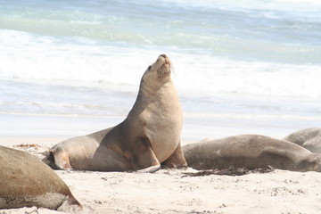 Obraz premium The Wild Sea Lions of Kangaroo Island, Seals Bay, South Australia