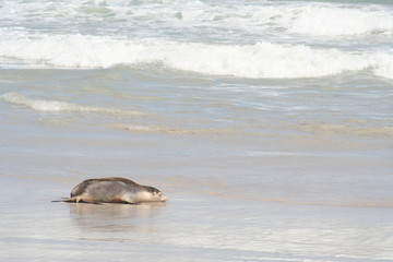 Fototapeta premium wild sea lion at Kangaroo Island, Seals Bay, South Australia