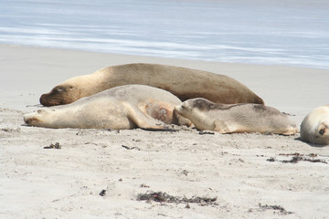 The Wild Sea Lions of Kangaroo Island, Seals Bay, South Australia