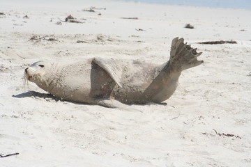 wild sea lion at Kangaroo Island, Seals Bay, South Australia