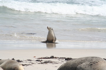 wild sea lion at Kangaroo Island, Seals Bay, South Australia