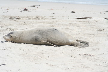 wild sea lion at Kangaroo Island, Seals Bay, South Australia