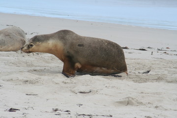 Naklejka premium The Wild Sea Lions of Kangaroo Island, Seals Bay, South Australia