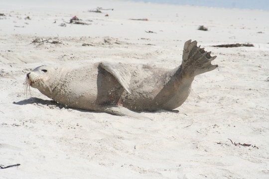 wild sea lion at Kangaroo Island, Seals Bay, South Australia