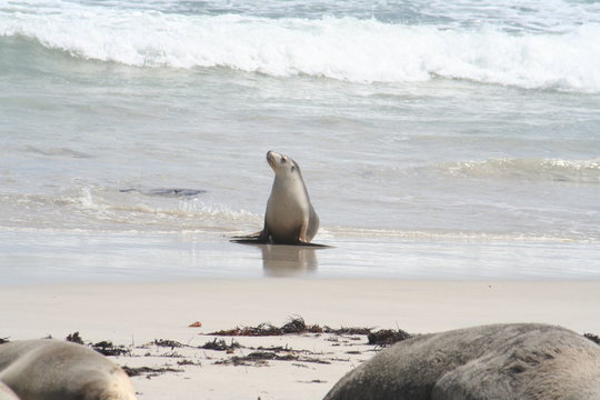 wild sea lion at Kangaroo Island, Seals Bay, South Australia