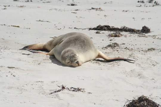 wild sea lion at Kangaroo Island, Seals Bay, South Australia