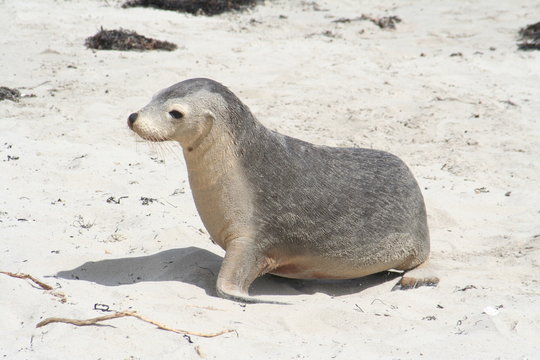 wild sea lion at Kangaroo Island, Seals Bay, South Australia