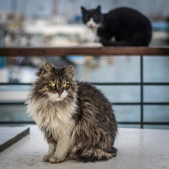 Beautiful street cats- Jaffa Port- Israel