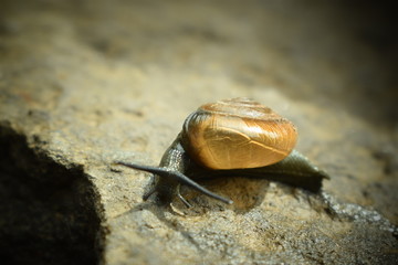 Snail