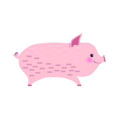 Pig isolated on white background