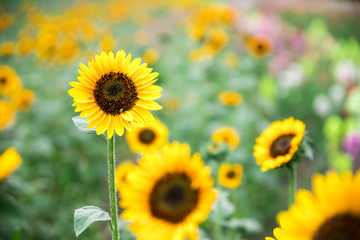 Fototapeta premium Field of blooming sunflowers, summer
