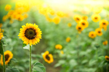 Naklejka premium Field of blooming sunflowers, summer