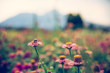 Blooming flowers on a farm