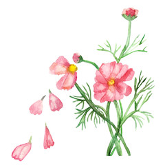 Watercolor delicate pink flowers on green stems with needle leaves with falling petals isolated on white background.