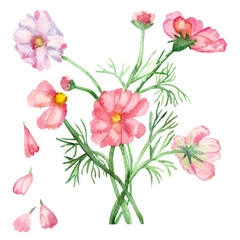 Watercolor delicate pink flowers on green stems with needle leaves with falling petals isolated on white background.