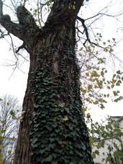 Ciudad de Lyon , Francia 2