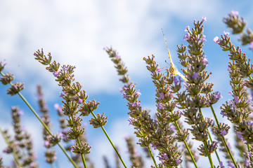 Butterfly on purple lavender blooms, France, post card